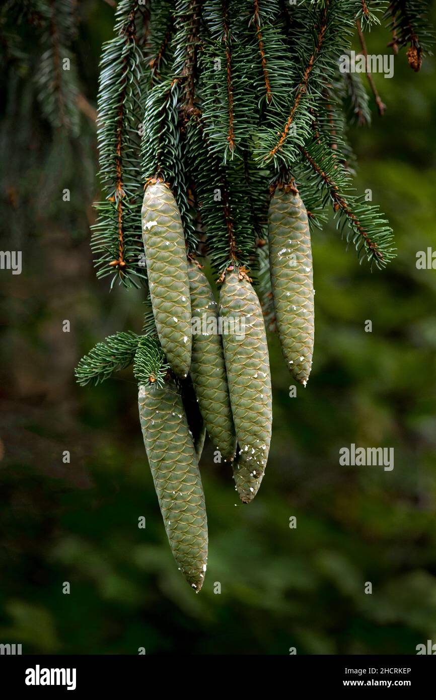 Norway Spruce cones are some of the longest spruce cones.  Native to Europe, Norway Soruce has been planted in many parts of the world both as an gard Stock Photo