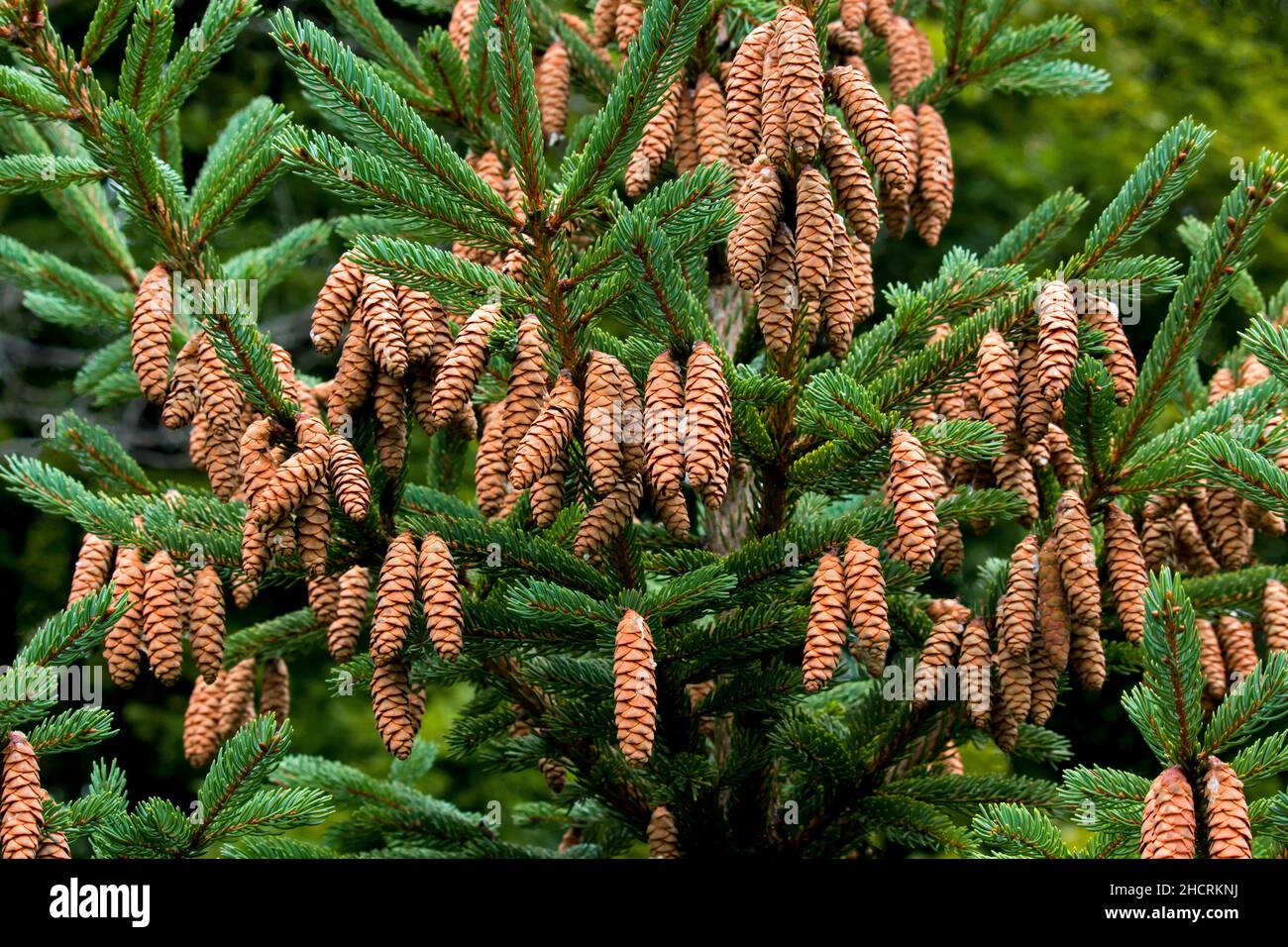 White Spruce, a native tree of northern North America, will often have abundant cones years that run in cycles and affects the populations of wildlife Stock Photo