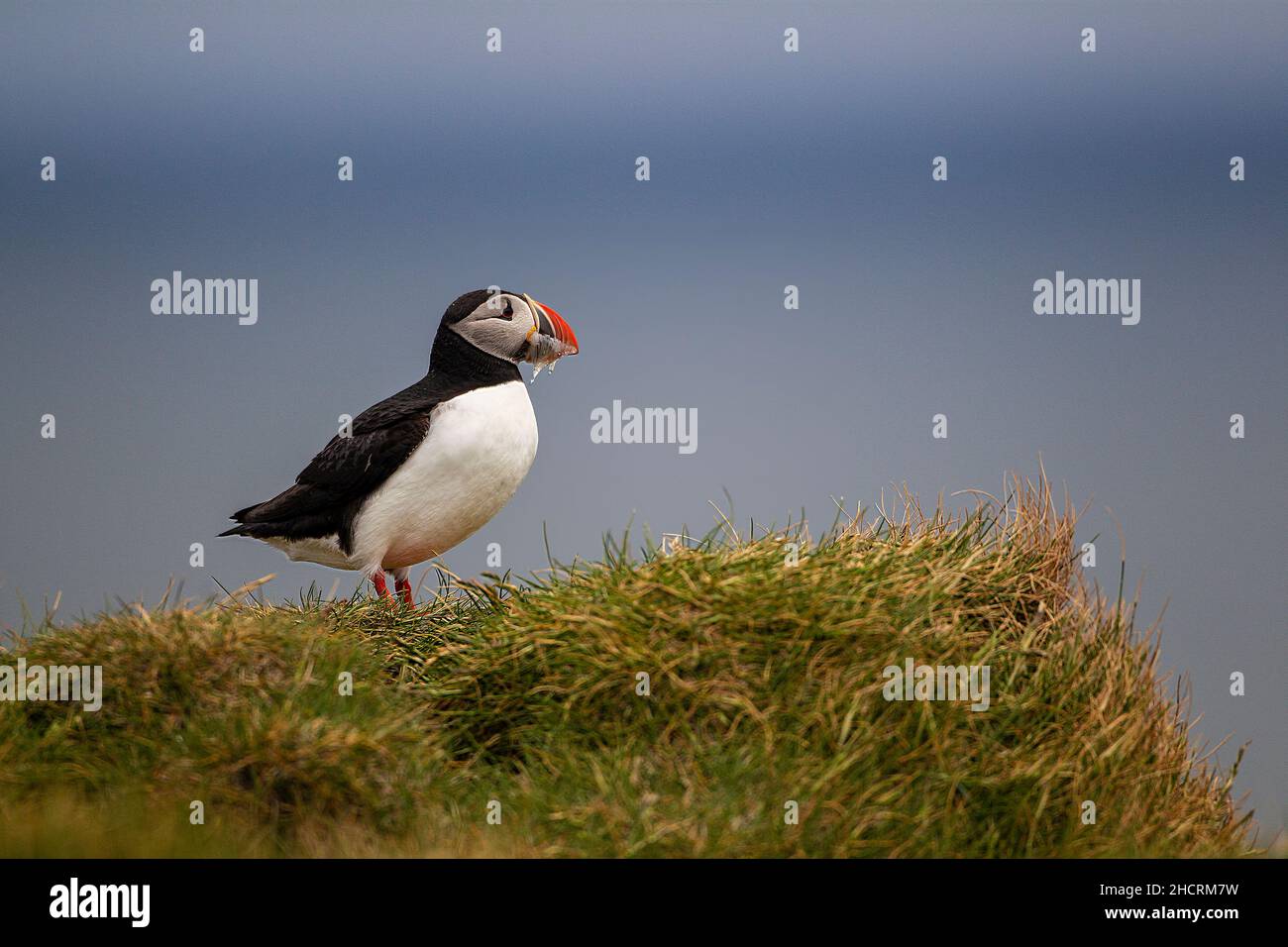 An eye level view of an Atlantic Puffin Fratercula arctica in profile and summer plumage on a grassy tuft in Iceland Stock Photo