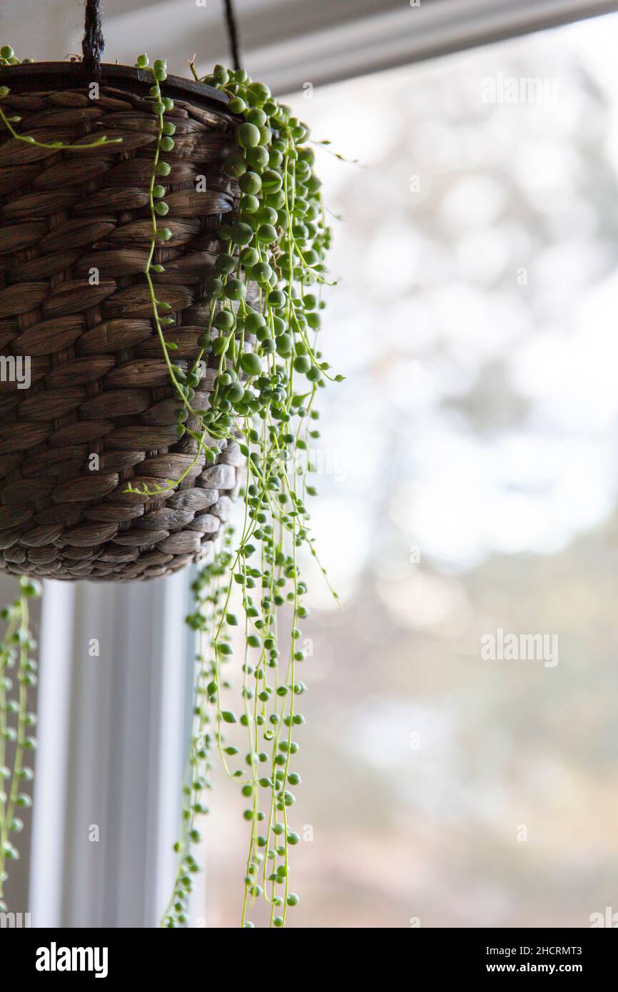 The string of pearls plant in a hanging basket Stock Photo Alamy