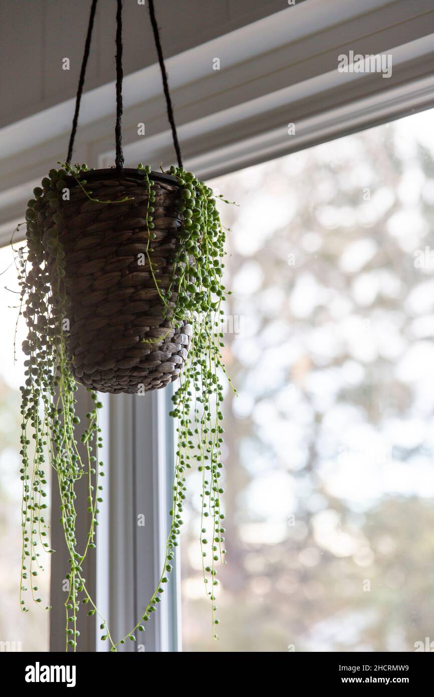 The string of pearls plant in a hanging basket Stock Photo Alamy
