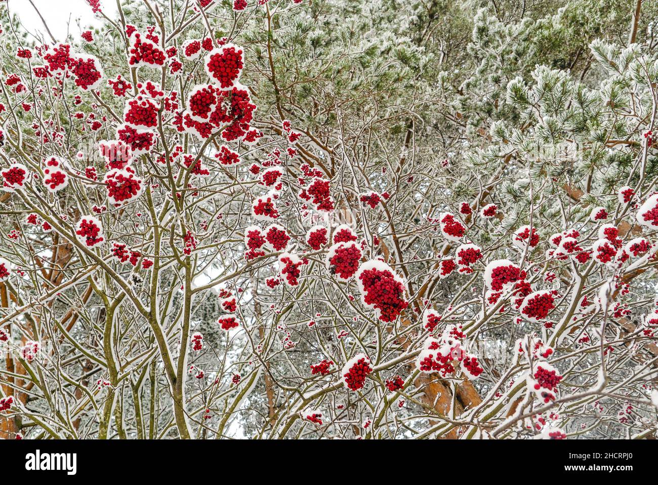 Clusters of red mountain ash on the branches are sprinkled with white snow . Stock Photo