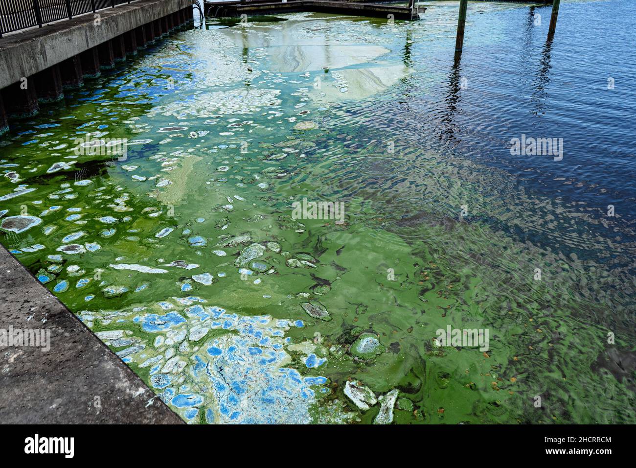 A toxic algal bloom outbreak overwhelmed the Pahokee Marina in April
