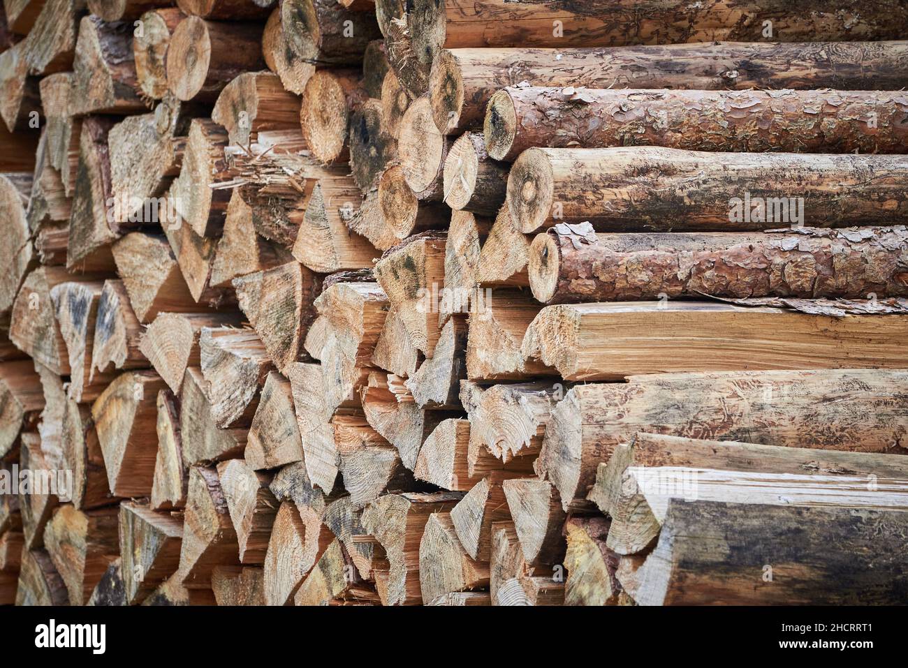 Big pile of wood in the forest Stock Photo