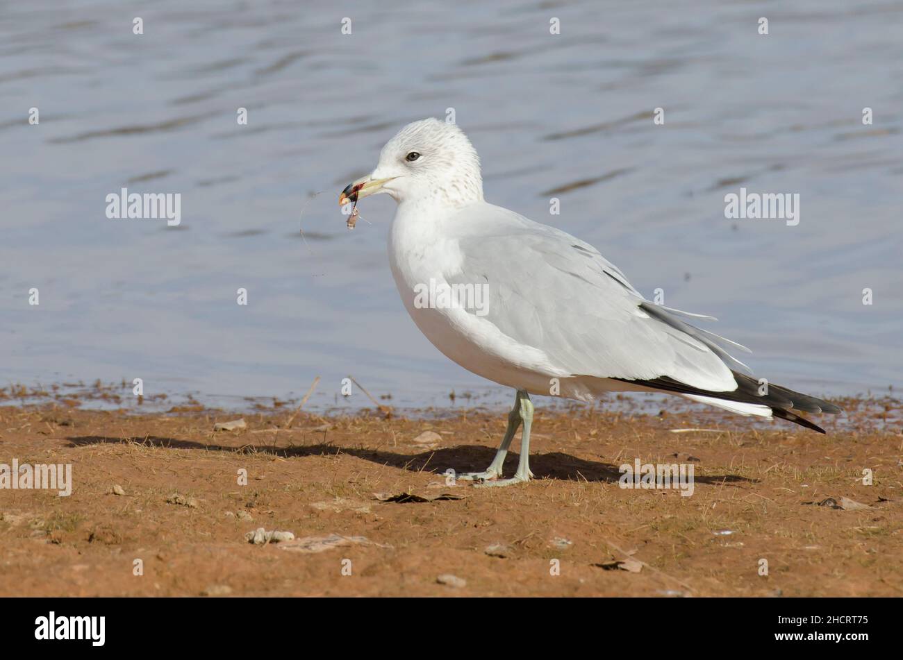 Ring-billed Gull, Larus delawarensis, with fish hook impaled into bill Stock Photo