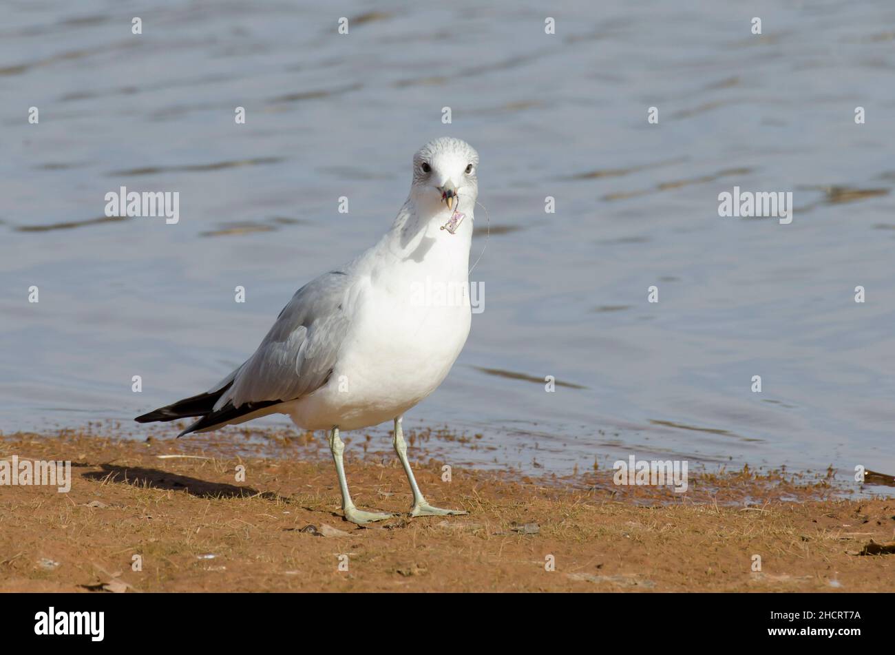 Ring-billed Gull, Larus delawarensis, with fish hook impaled into bill Stock Photo