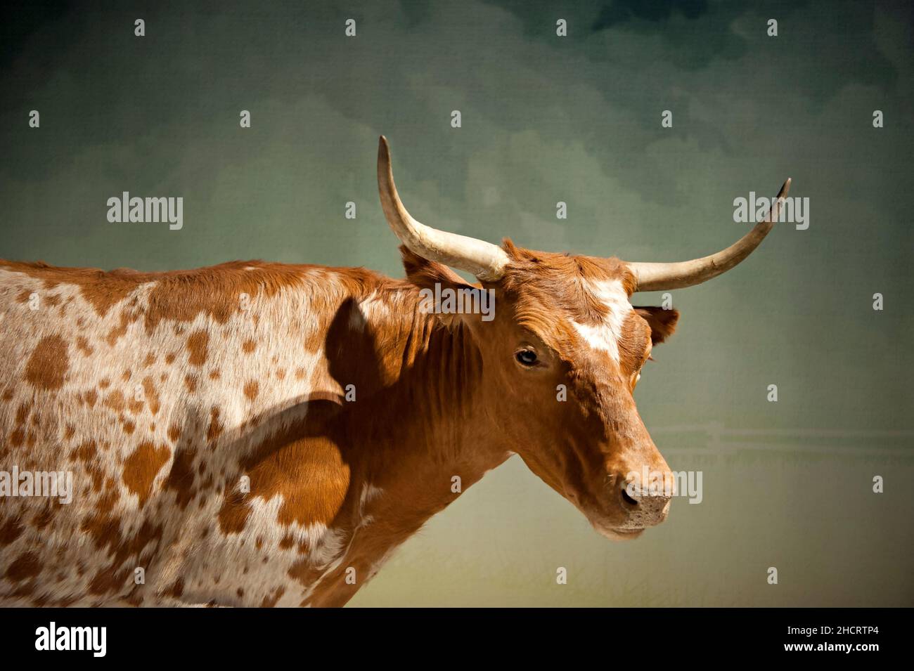 Taxidermied steer on dislay at the Natural HIstory Museum in Los Angeles, CA Stock Photo