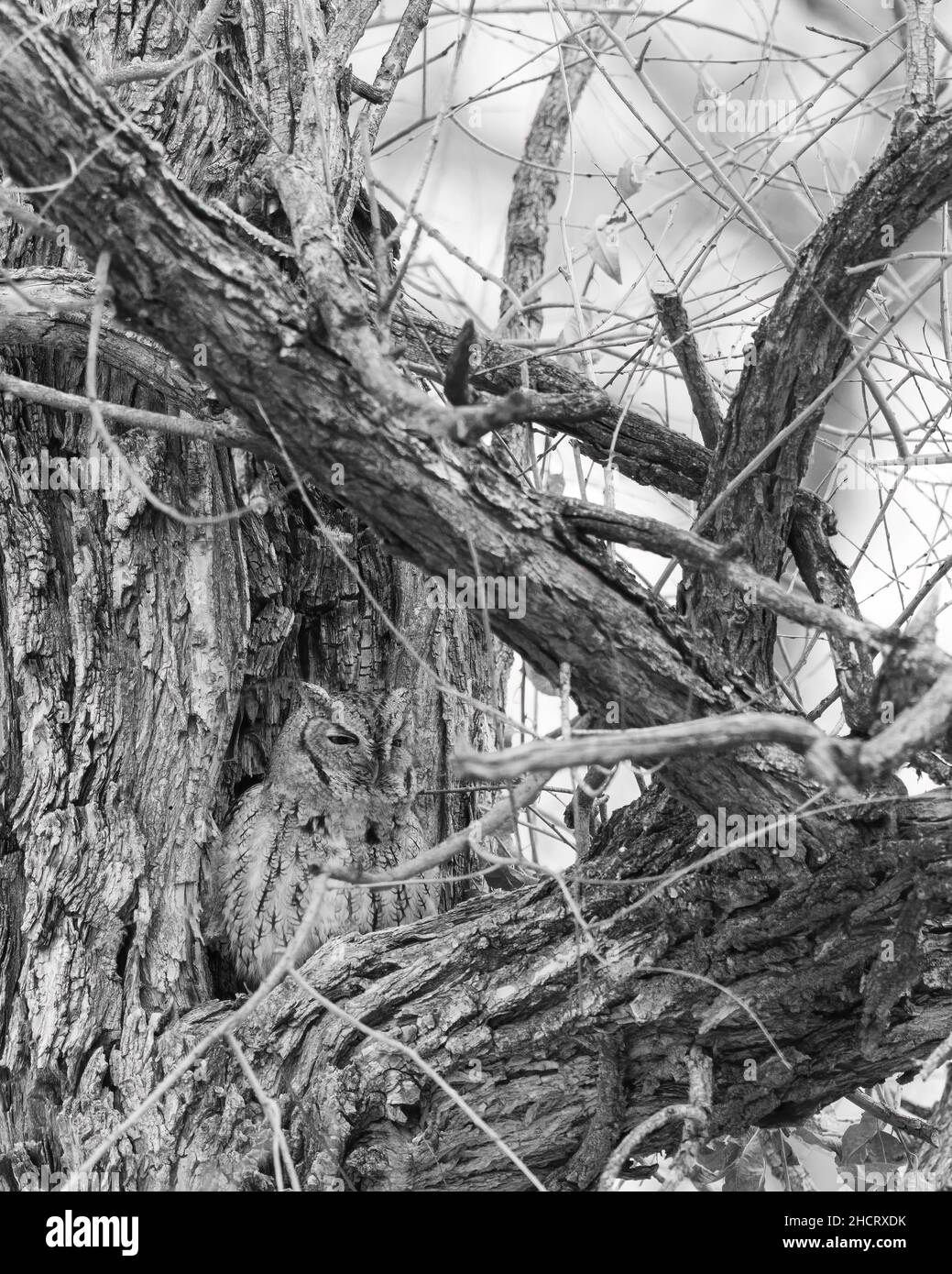 An Eastern screech-owl blends in perfectly with cottonwood trees. Stock Photo