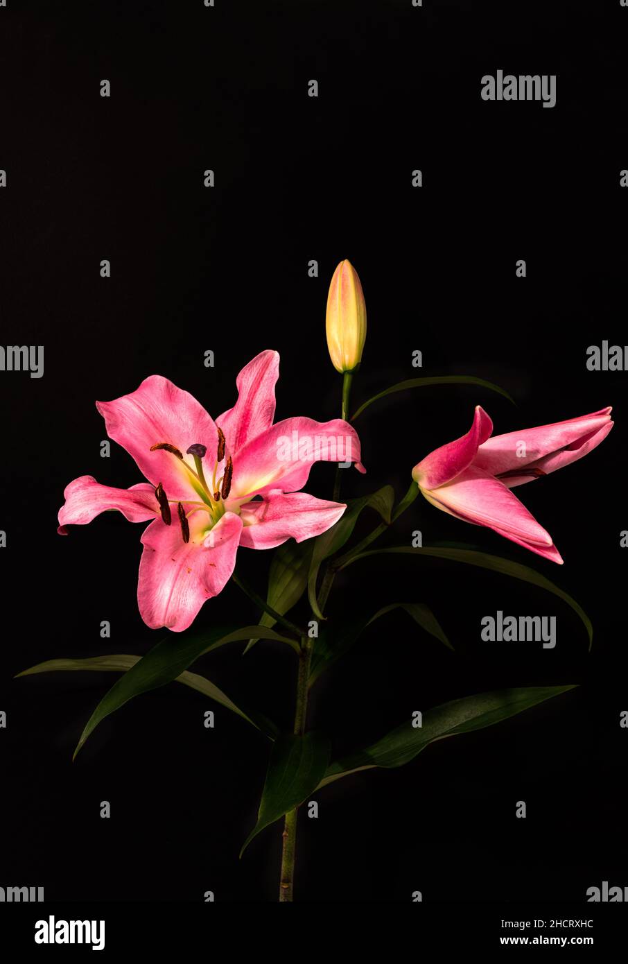 Still life, pink lilies on a black background Stock Photo - Alamy