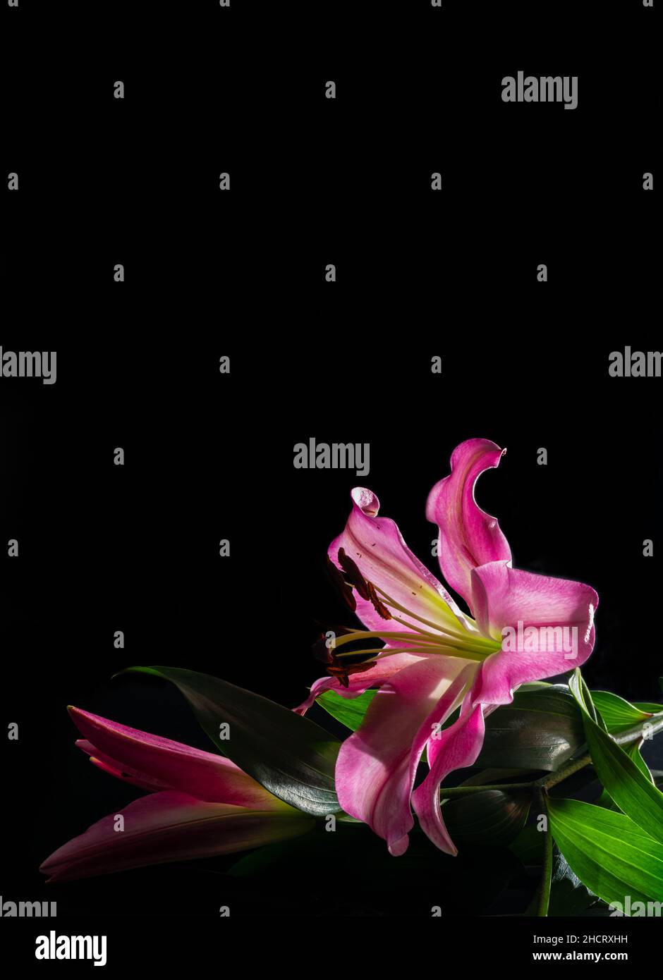 Still life, back lit pink lilies on a black background Stock Photo - Alamy