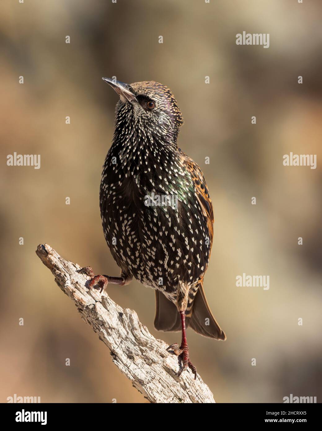 A European starling stands for a moment in Wyoming Stock Photo