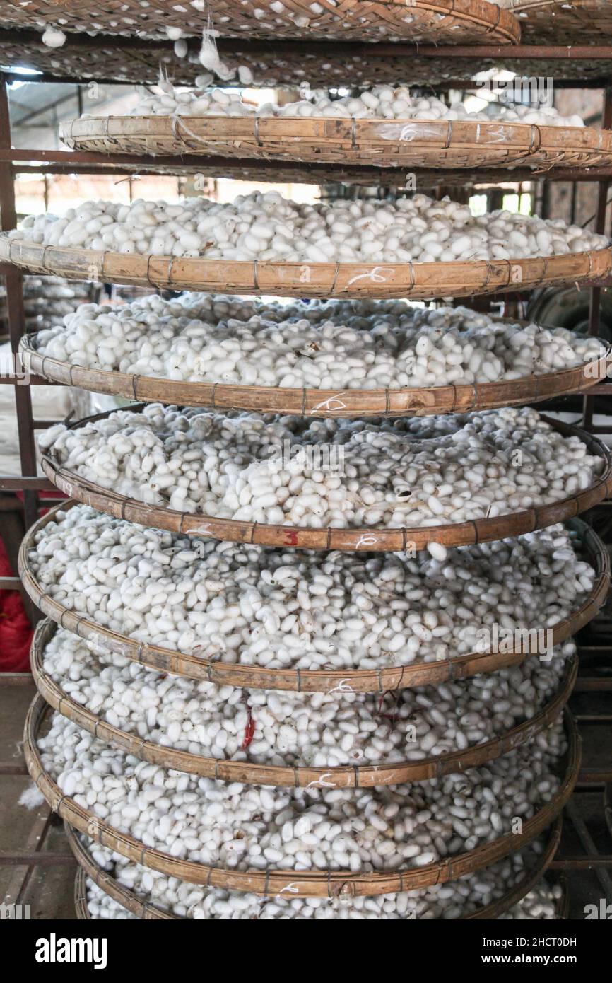 Silkworm cocoons in Silk factory in Dalat Vietnam Stock Photo