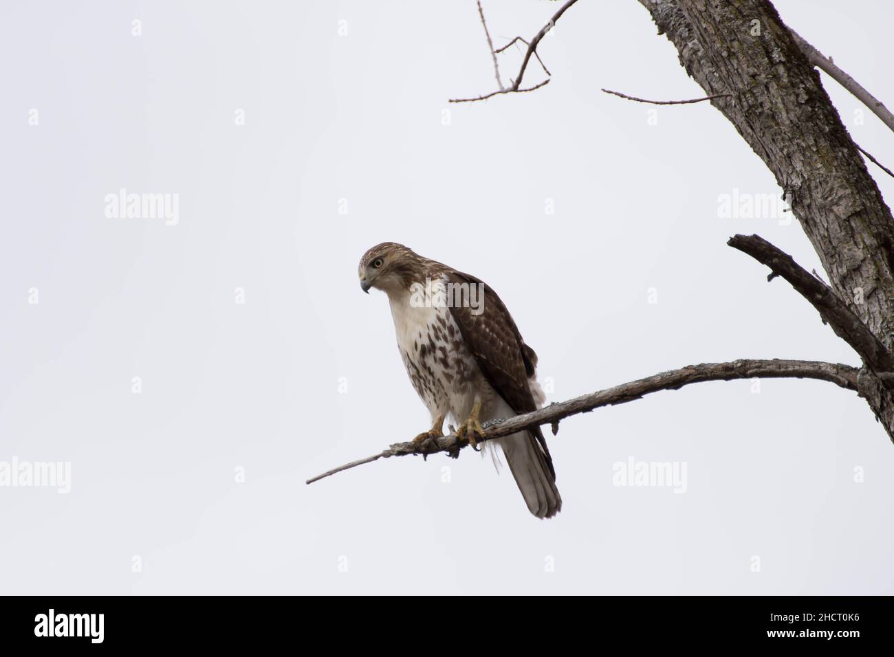 Red-tailed hawk perched in a tree Stock Photo