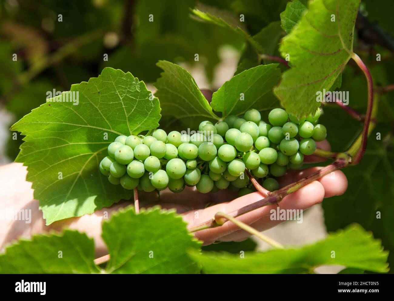 A bunch of small wine grapes on the vine, not yet ready for harvest in the Tamar Valley - Tasmania. The Tamar valley is home to many vineyards which s Stock Photo