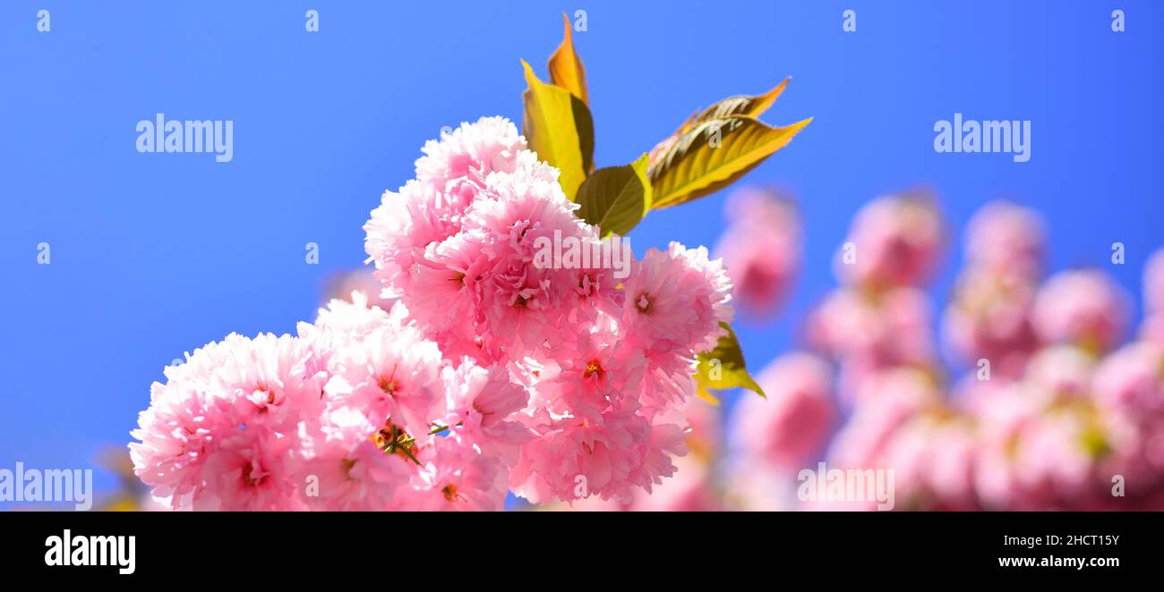 Spring banner, blossom background. Sakura Festival. Cherry blossom. Sacura cherry-tree. Spring flowers pattern. Beautiful floral spring abstract Stock Photo