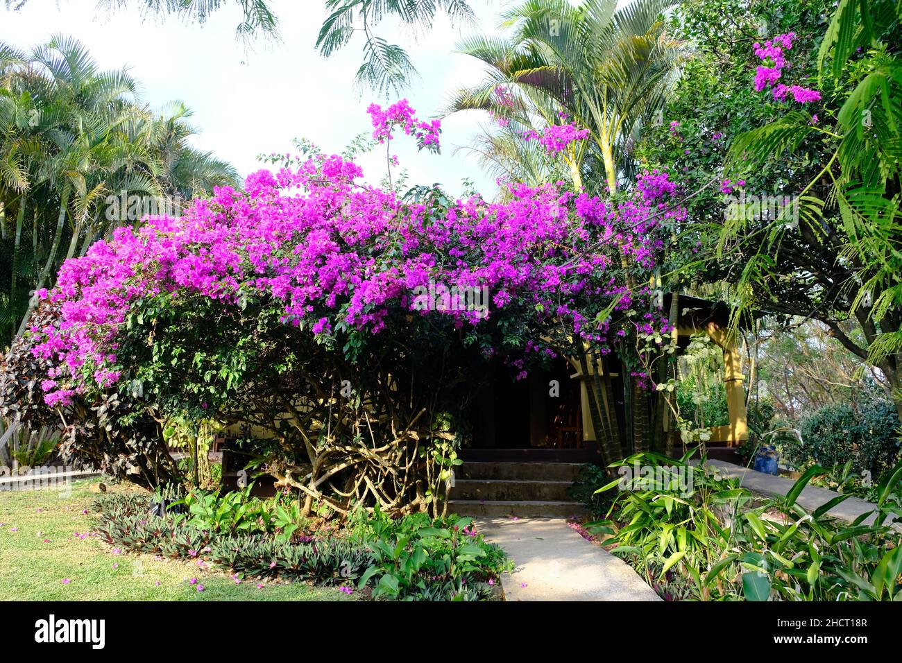 Costa Rica Rincon de la Vieja National Park - Purple Bougainvillea flowers Stock Photo