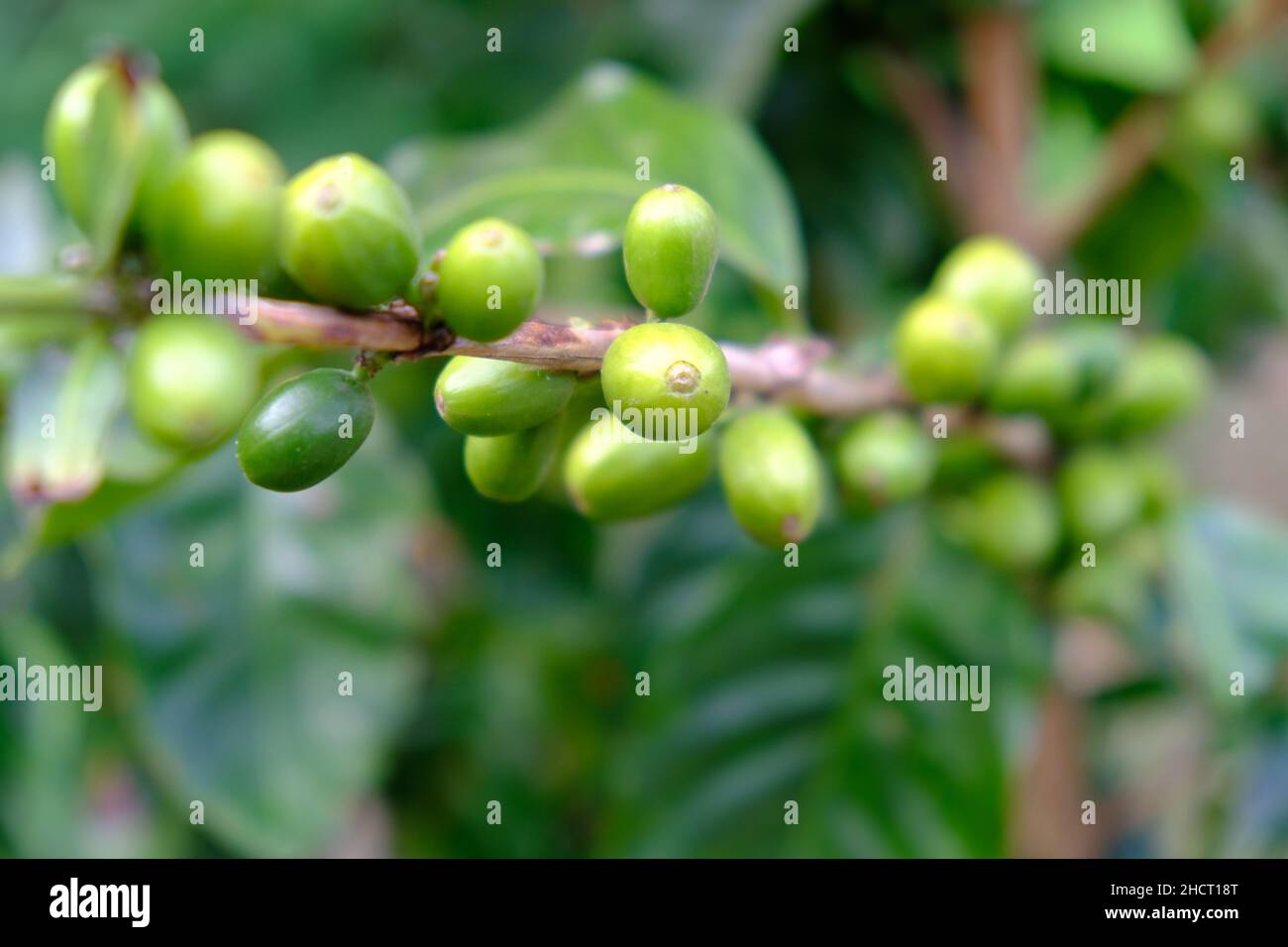 Costa Rica Rincon de la Vieja National Park - Coffee beans - Coffee fruit Stock Photo