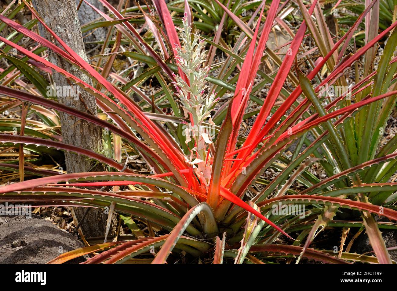 Costa Rica Rincon de la Vieja National Park - Pineapple plant Stock Photo