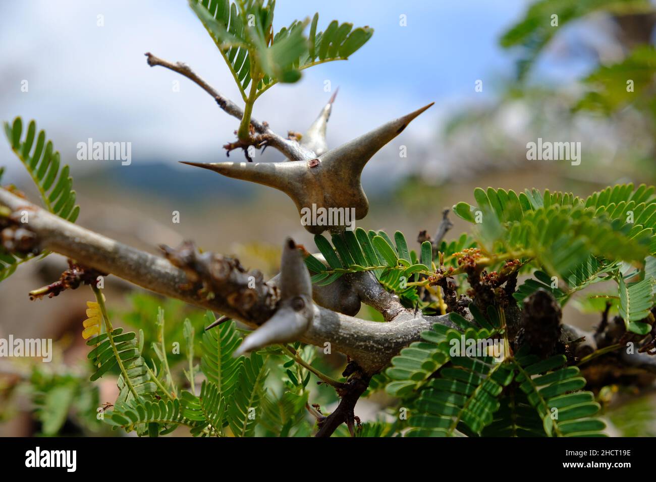 Costa Rica Rincon de la Vieja National Park - Plant with huge thorns Stock Photo