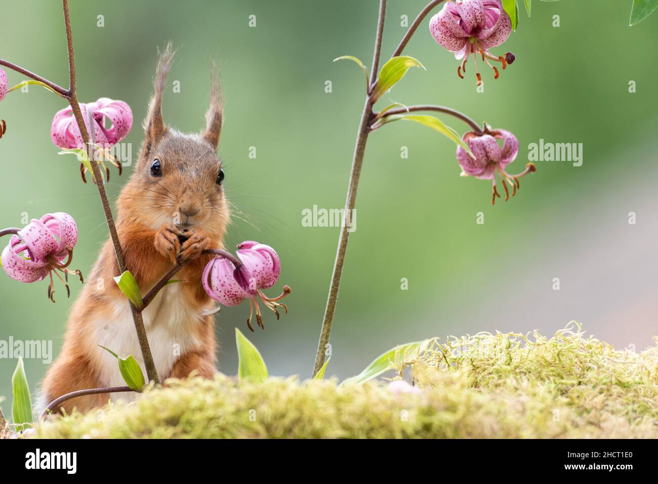 red squirrel behind Lilium martagon flowers Stock Photo