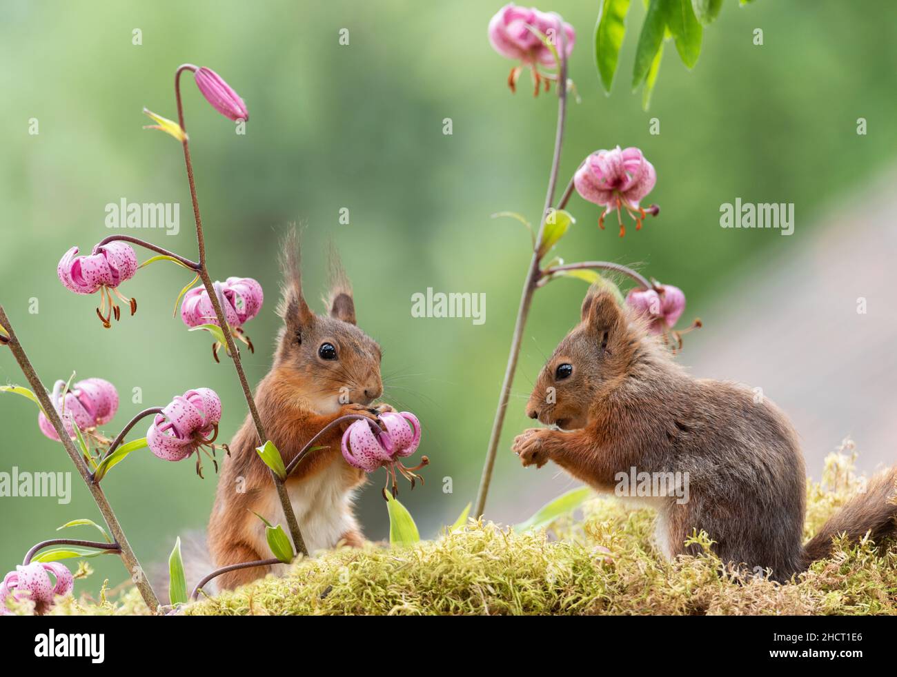 red squirrels with martagon lily Stock Photo