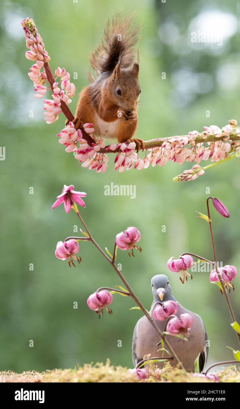 red squirrel on a lupine with woodpigeon beneath Stock Photo