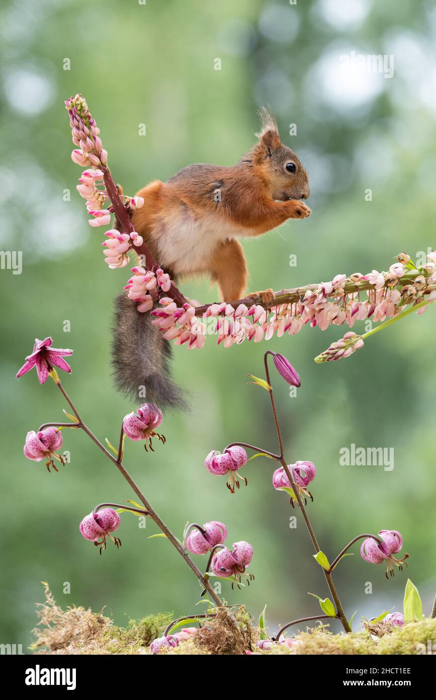 red squirrel on an lupine flower Stock Photo
