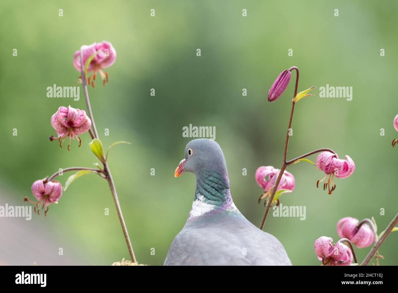 pigeon stand between martagon lily flowers Stock Photo