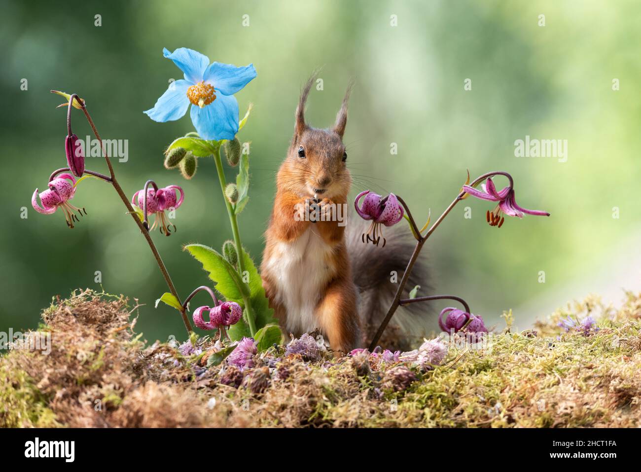 red squirrel behind Lilium martagon and blue poppy flowers Stock Photo