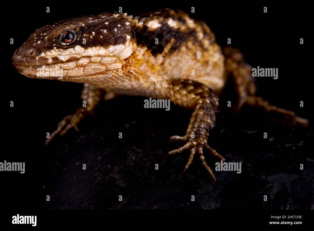 Tropical Girdled Lizard  (Cordylus tropidosternum) Stock Photo