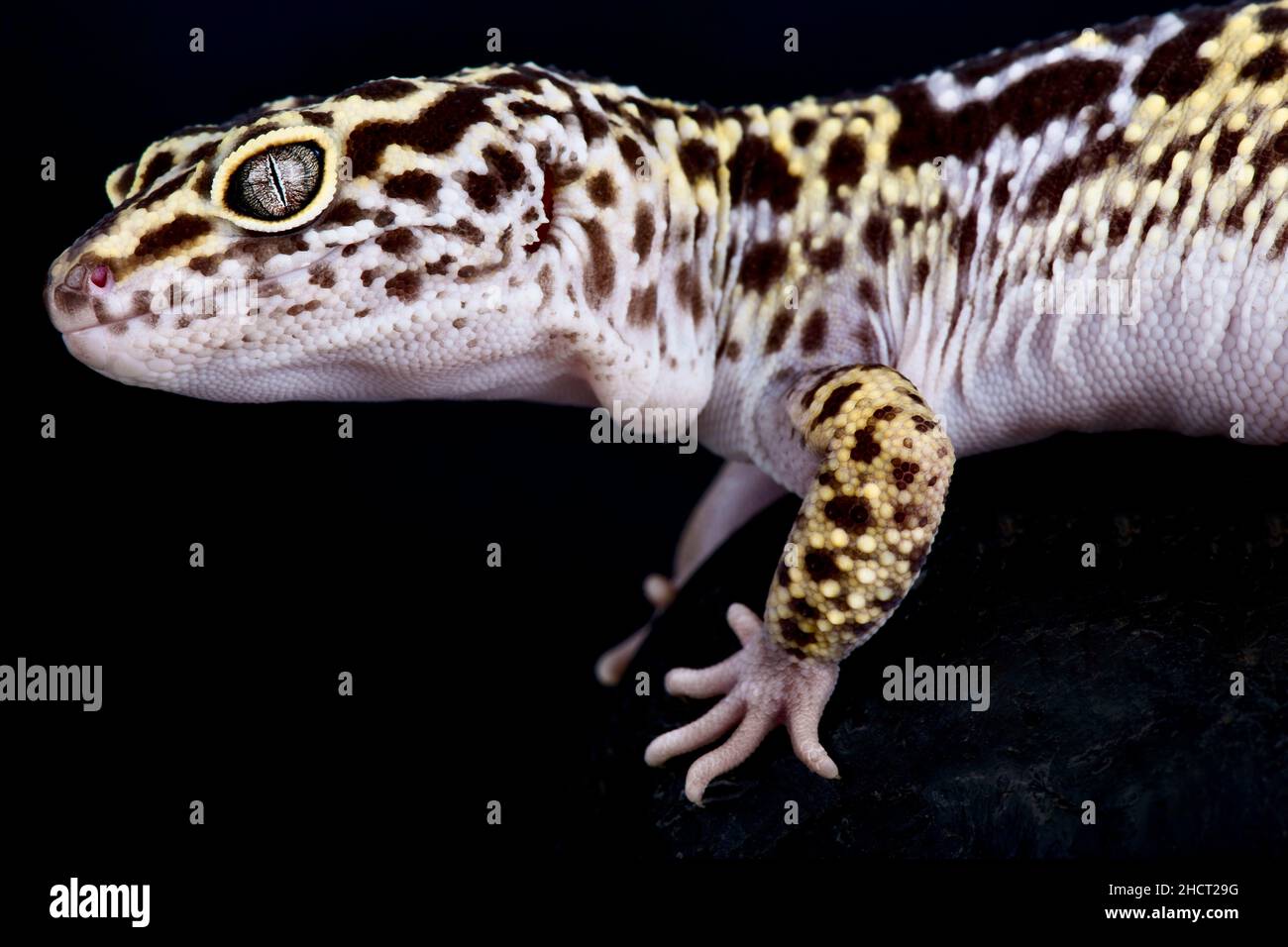 Satpura leopard gecko (Eublepharis satpuraensis) Stock Photo