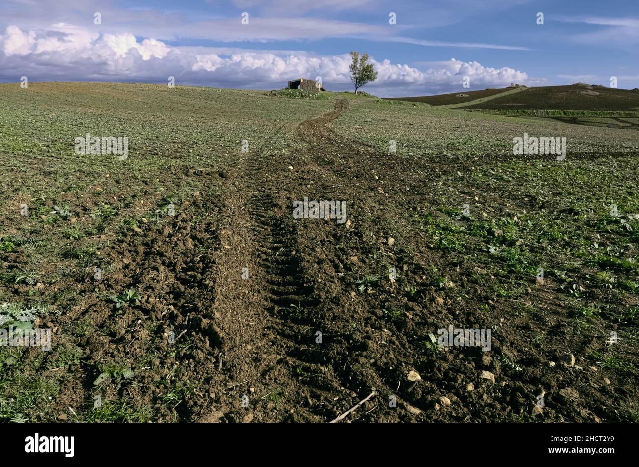 sicilian agricultural landscape plowed field with abandoned farm house and alone tree Stock Photo