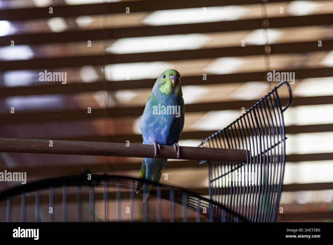Cool budgie in contemporary setting with banded shadows Stock Photo