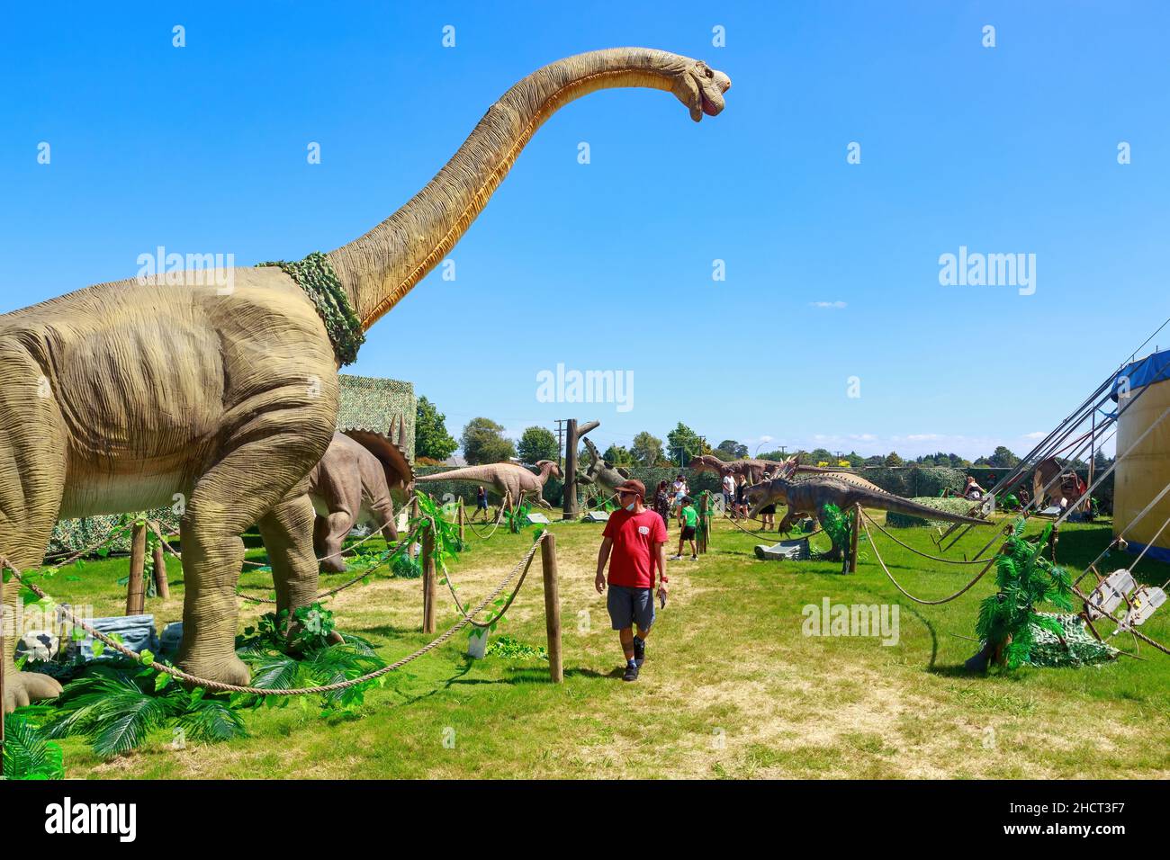 Giant dinosaur models at a traveling show. A man walks past a sculpture of the sauropod Brachiosaurus Stock Photo
