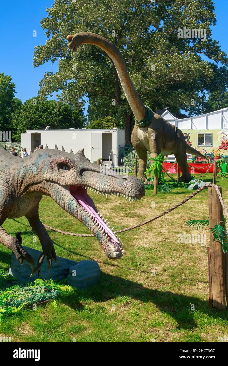 Life-sized dinosaur models at traveling show. The carnivore Irritator, with the giant sauropod Brachiosaurus in the background Stock Photo