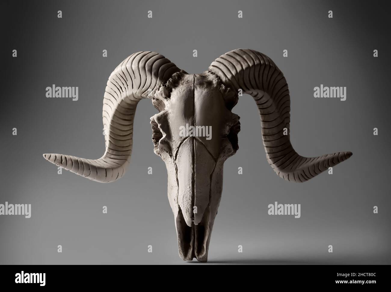 Skull of sheep on grey background Stock Photo - Alamy
