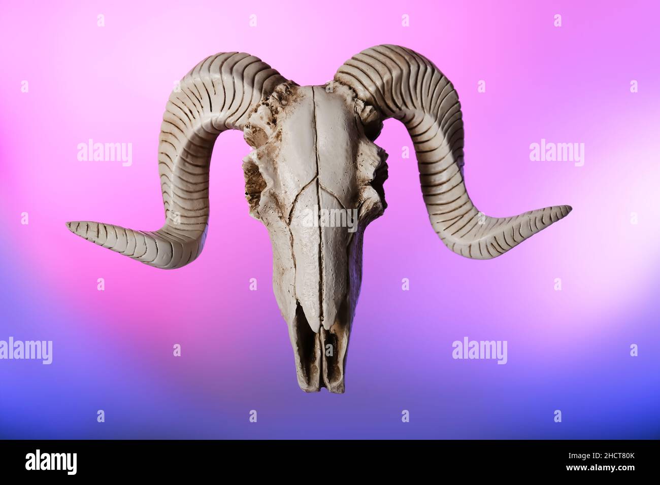 Skull of sheep on color background Stock Photo - Alamy