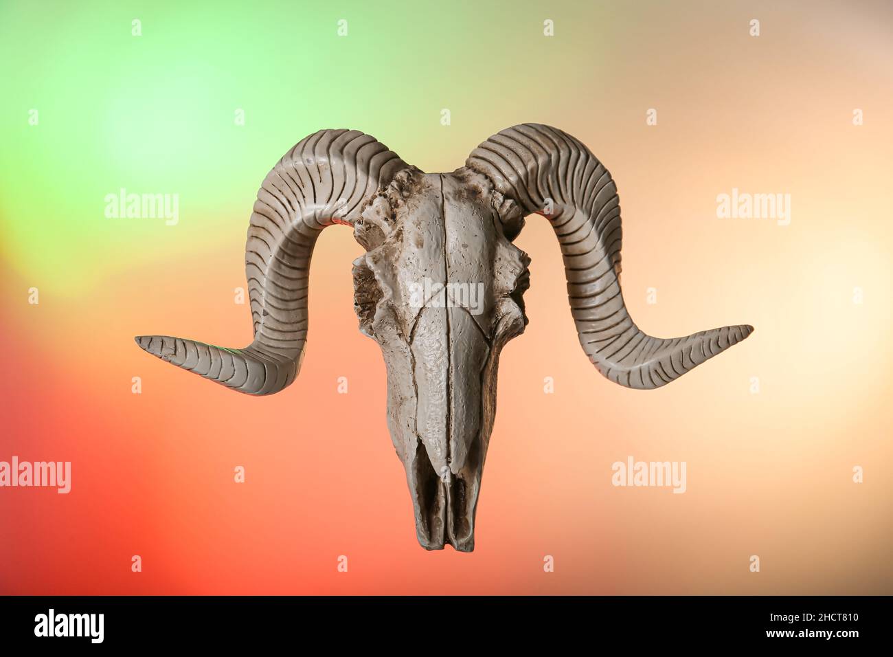 Skull of sheep on color background Stock Photo - Alamy