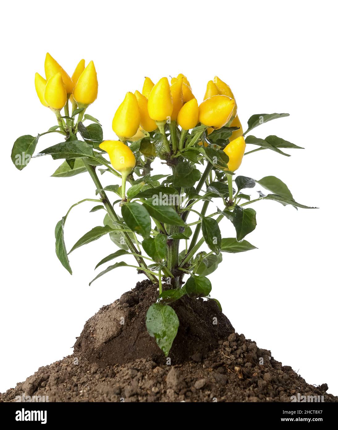 Pepper tree in ground on white background Stock Photo - Alamy