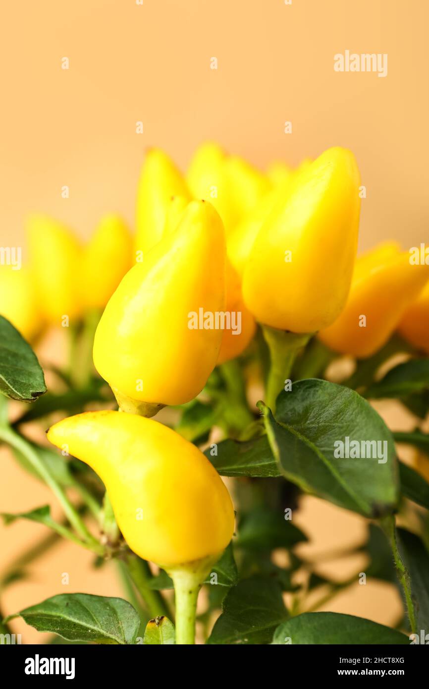 Pepper tree on beige background, closeup Stock Photo - Alamy