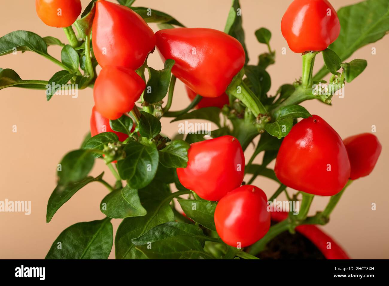 Pepper tree on beige background, closeup Stock Photo - Alamy