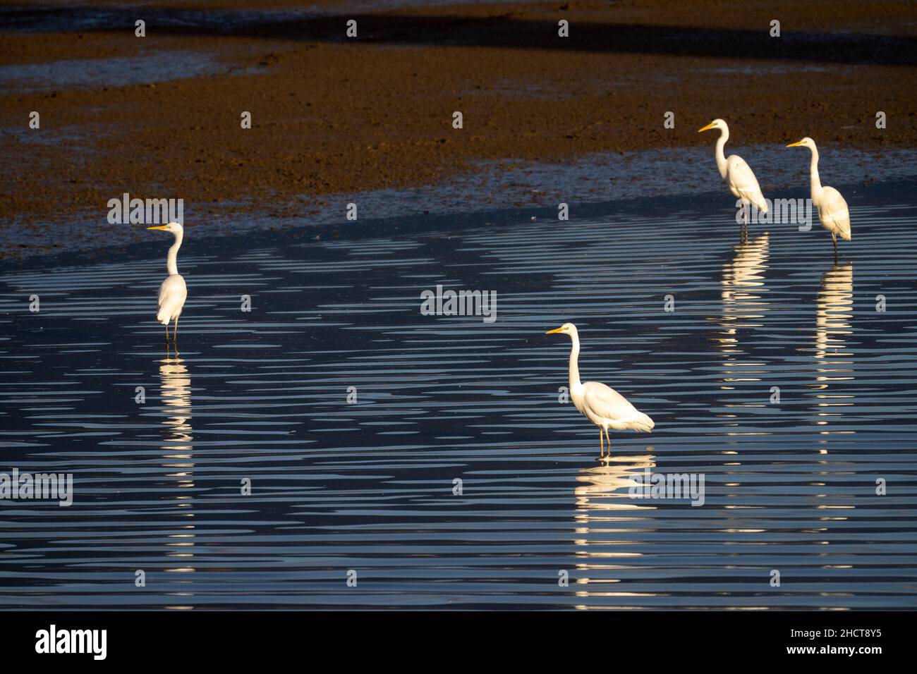Great Egret (Ardea alba) Stock Photo