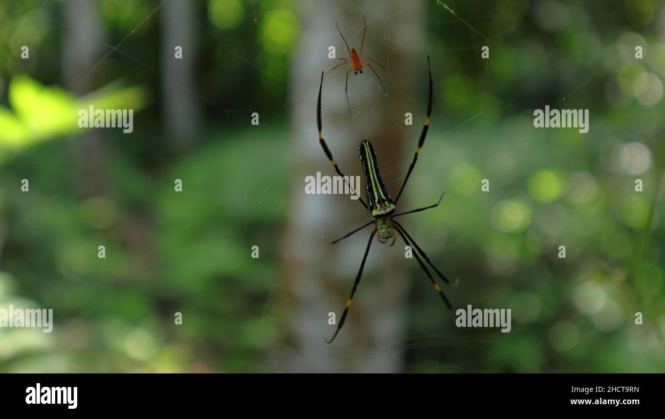 A female northern golden orb weaver or giant golden orb weaver walks on her web with male spider behind her Stock Photo