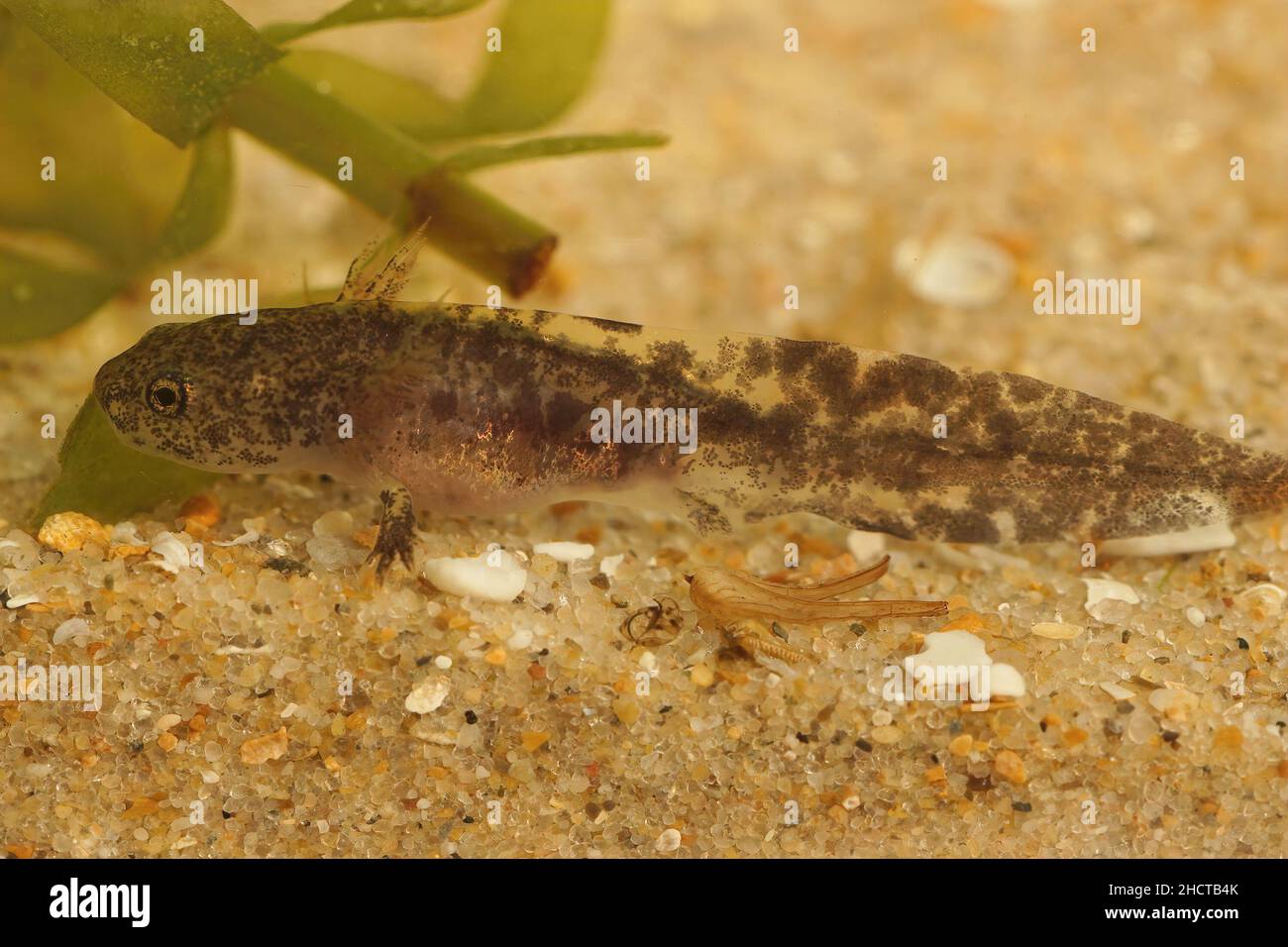 Lateral closeup on a dark aquatic larvae of the Hokkaido salamander, Hynobius retardatus resting on the botom Stock Photo