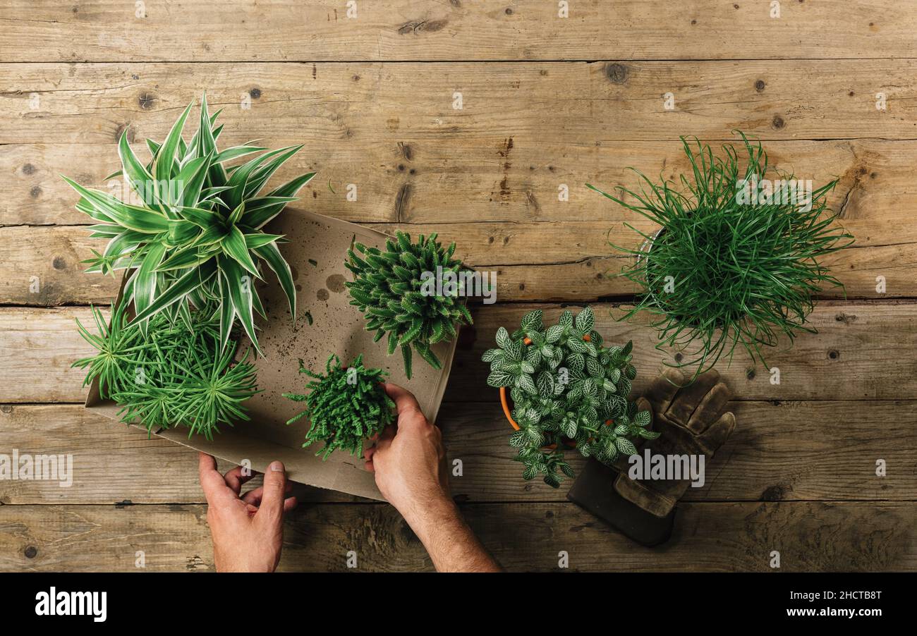 Top view male hands takes flower to make home Gardening. Top view. Stock Photo