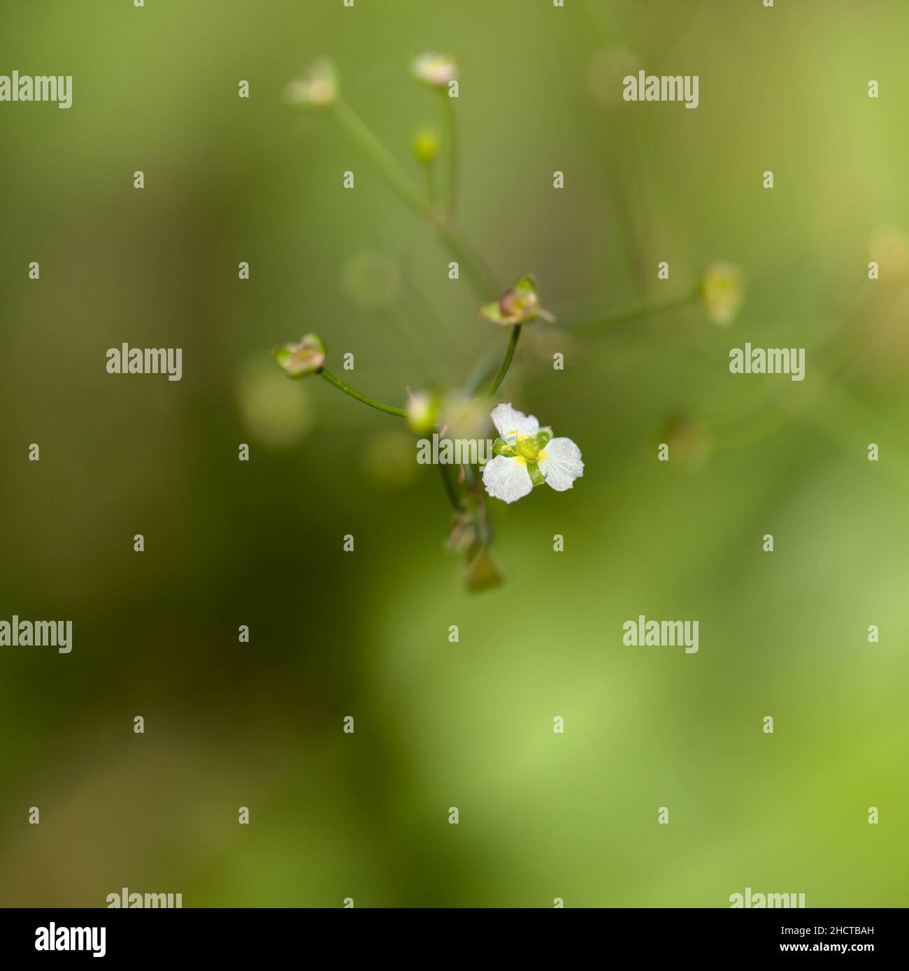 White flower of Alisma plantago-aquatica, European water-plantain, natural macro floral background Stock Photo