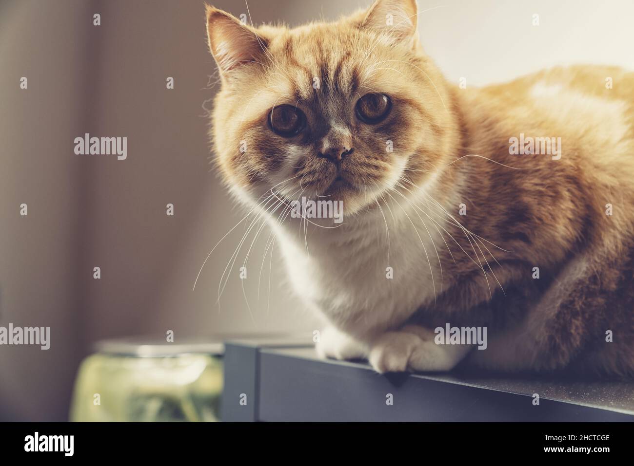 grumpy cat sits on a cupboard Stock Photo