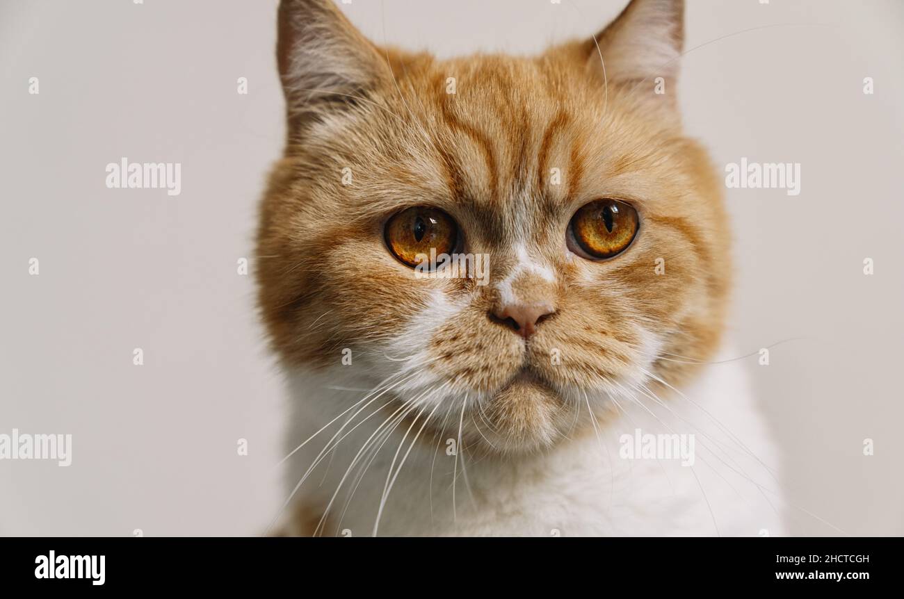 striped grumpy cat with orange eyes looks Stock Photo