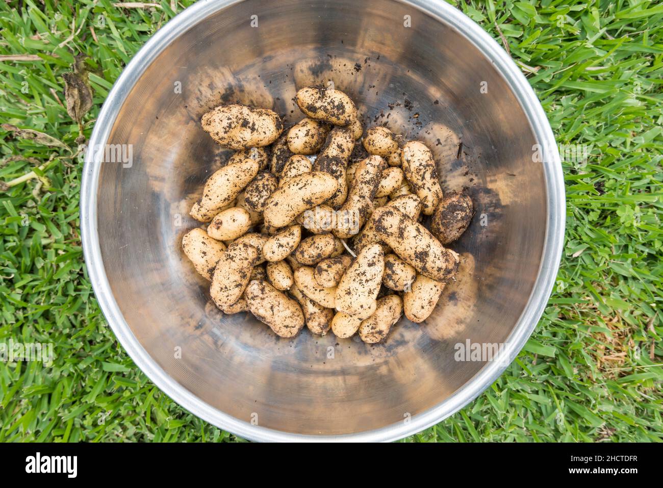 A stainless steel bowl holds freshly harvested and dug up Russian Banana fingerling potatoes (Solanum tuberosum) home grown in Sydney, Australia Stock Photo