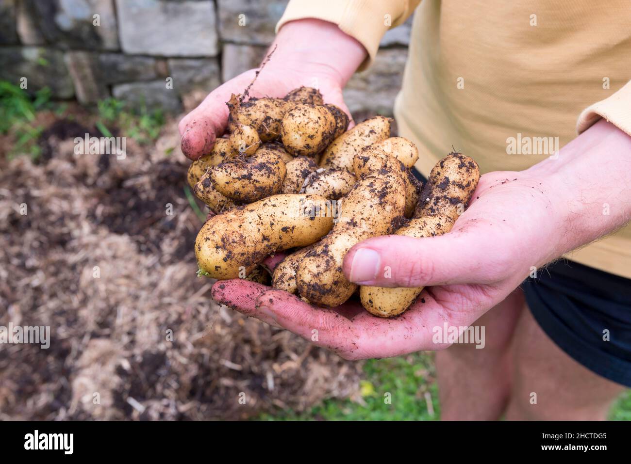 A young man holding in his hands, freshly harvested and dug up Russian Banana fingerling potatoes (Solanum tuberosum) home grown in Sydney, Australia Stock Photo
